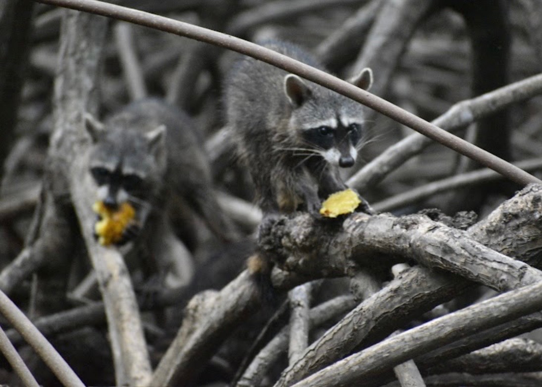 Two raccoons on tree branches, one eating
