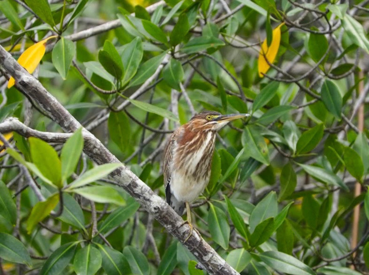 Beautiful bird in mangrove vegetation
