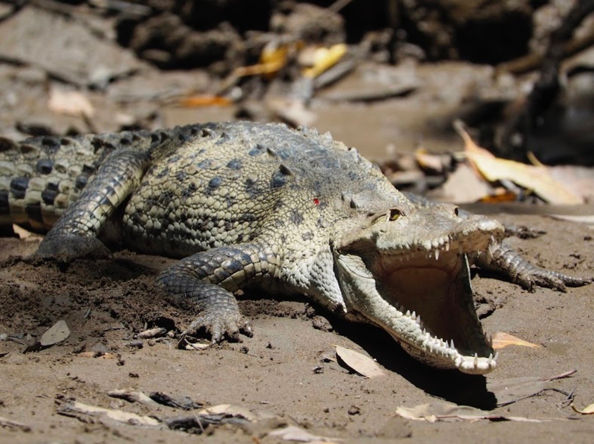 Crocodile with open mouth