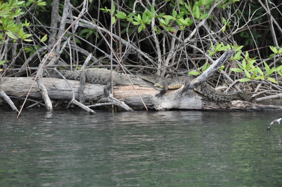 Crocodiles resting on logs in mangroves