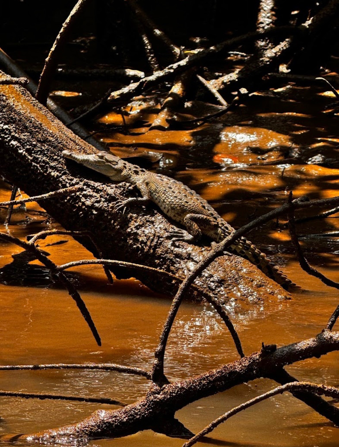 Crocodiles in mangrove waters
