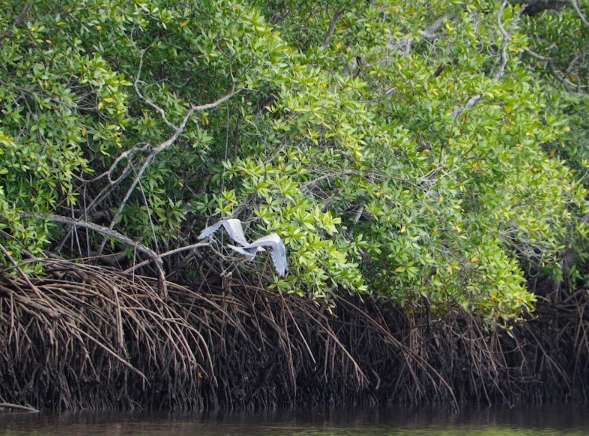 White heron in flight among mangroves