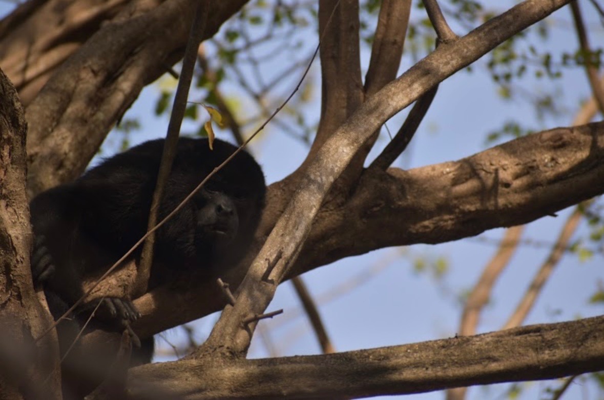 Howler monkey silhouetted in tree branches