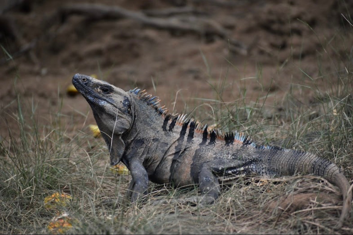 Large iguana in natural habitat