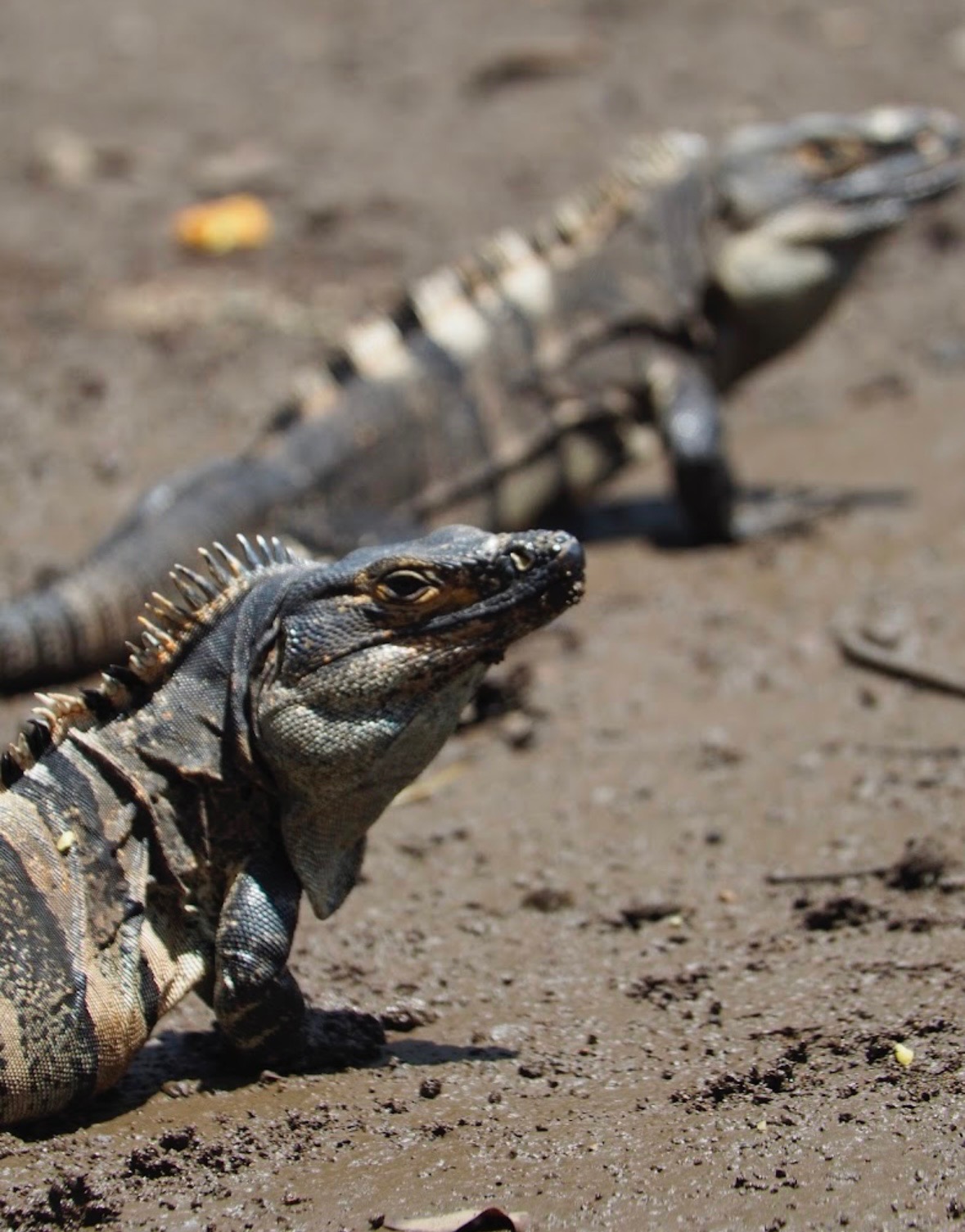 Multiple iguanas on ground