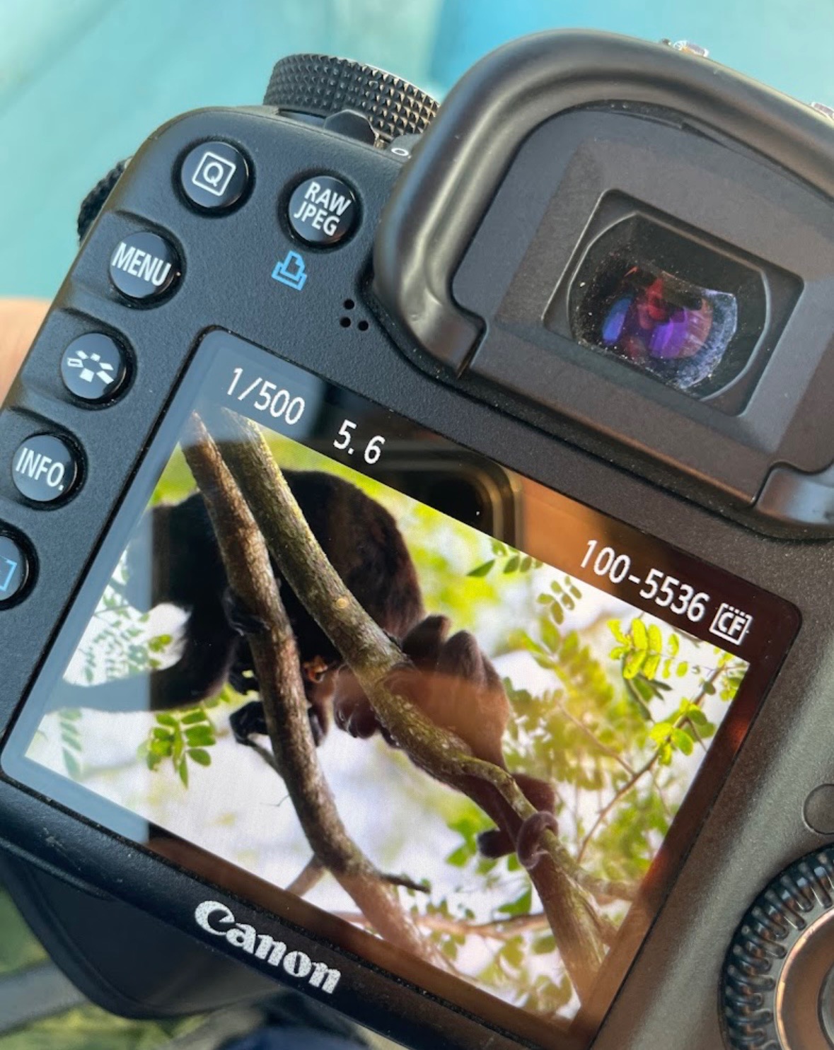 Monkey spotted through camera viewfinder