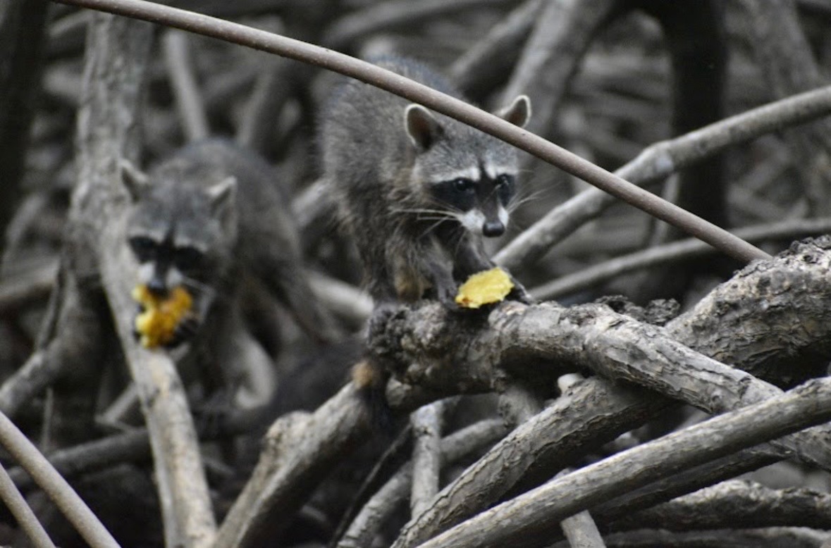 Raccoon in mangrove branches
