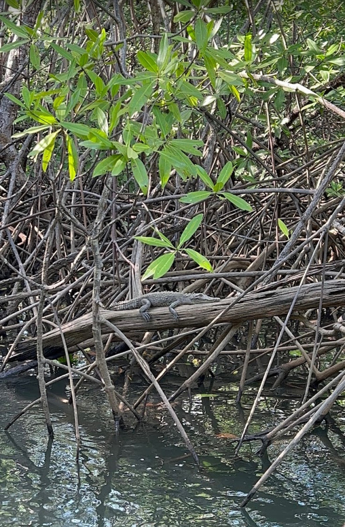 Snake on mangrove branch